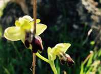 orchideen in tramuntana