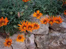 frühlingsblumen mallorca