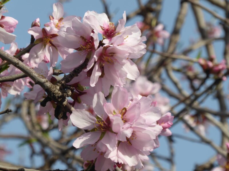 Wanderreise Mandelblüte Februar 2026 in Valldemossa